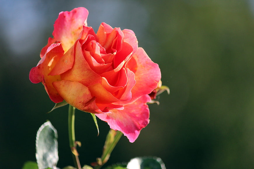 Close-up of a vibrant pink and orange rose in sunlight