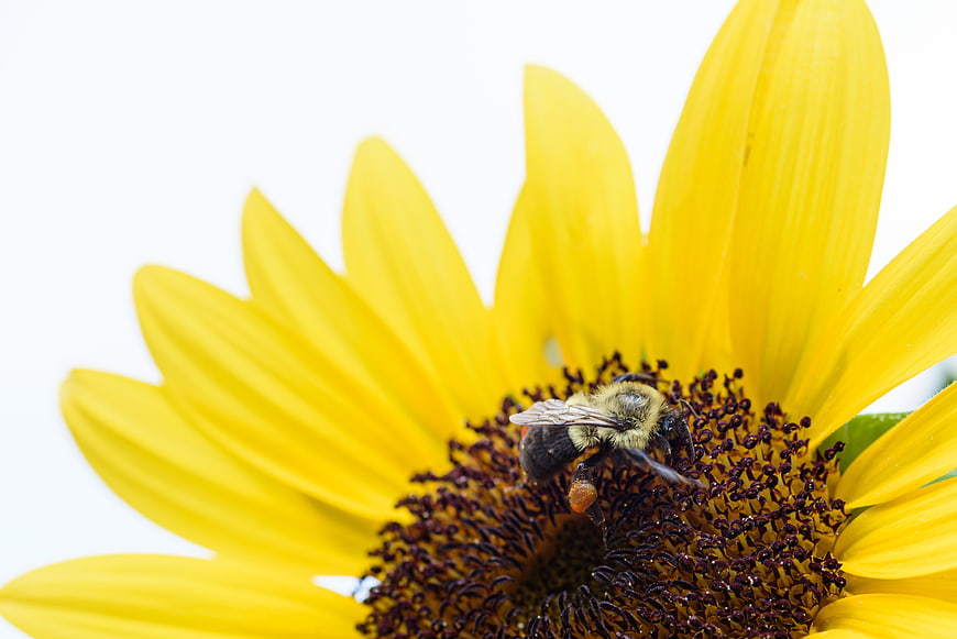 Close-up of Bumblebee Pollinating Yellow Sunflower