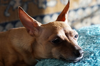 Close-up of a small brown dog resting on a blue blanket
