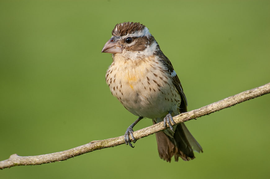 Close-up of a White-crowned Sparrow perched on a branch