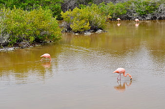 Pink flamingos wading in calm wetland water