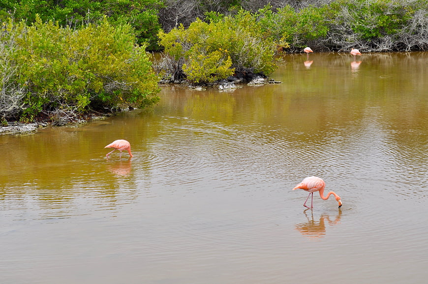 Pink flamingos wading in calm wetland water