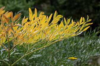 Close-up of yellowing plant leaves against green background