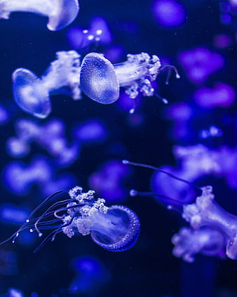 Vibrant Blue Jellyfish Floating in Dark Underwater Environment