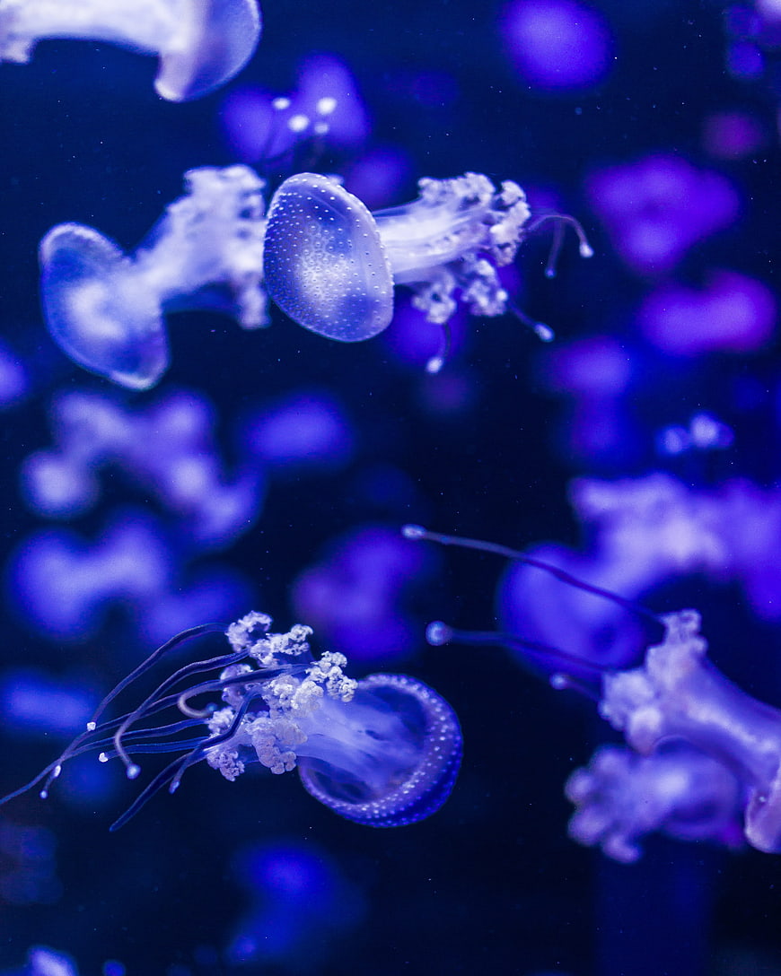 Vibrant Blue Jellyfish Floating in Dark Underwater Environment