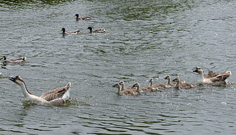 Swan Goose Family with Goslings Swimming in Lake