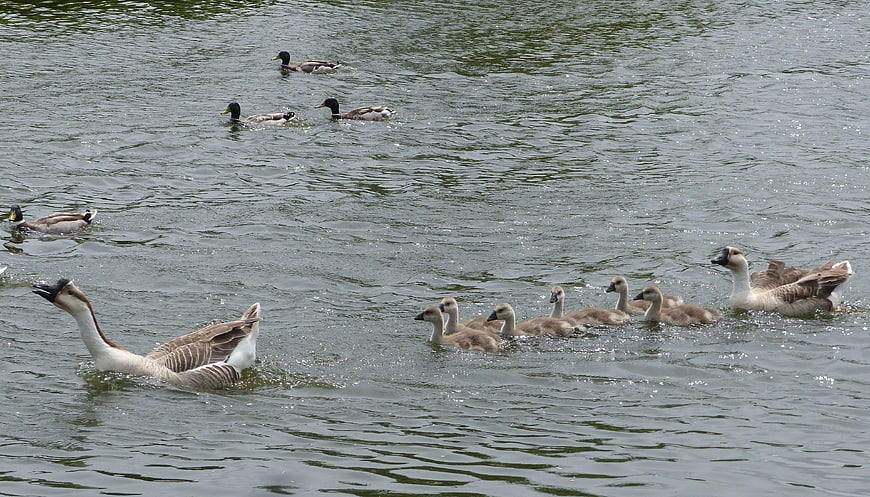 Swan Goose Family with Goslings Swimming in Lake