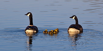Canada Goose Family Swimming with Goslings on Calm Lake