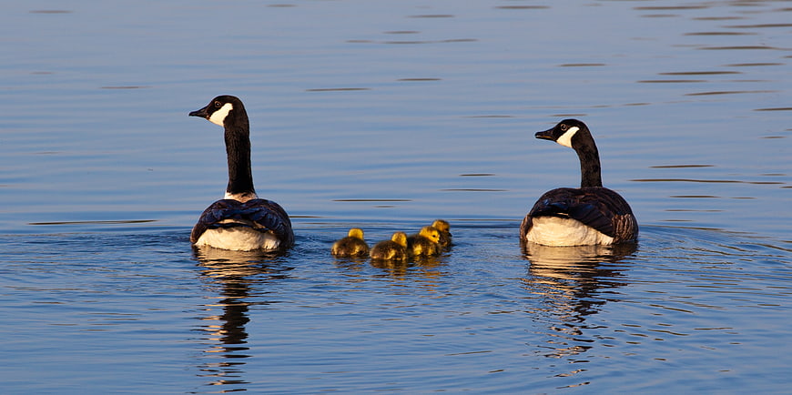 Canada Goose Family Swimming with Goslings on Calm Lake