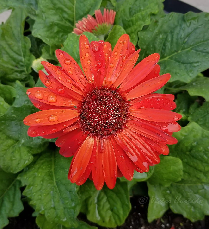 Vibrant Red Gerbera Daisy with Raindrops on Green Leaves