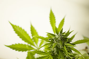 Close-up of Green Cannabis Bud and Leaves on White Background