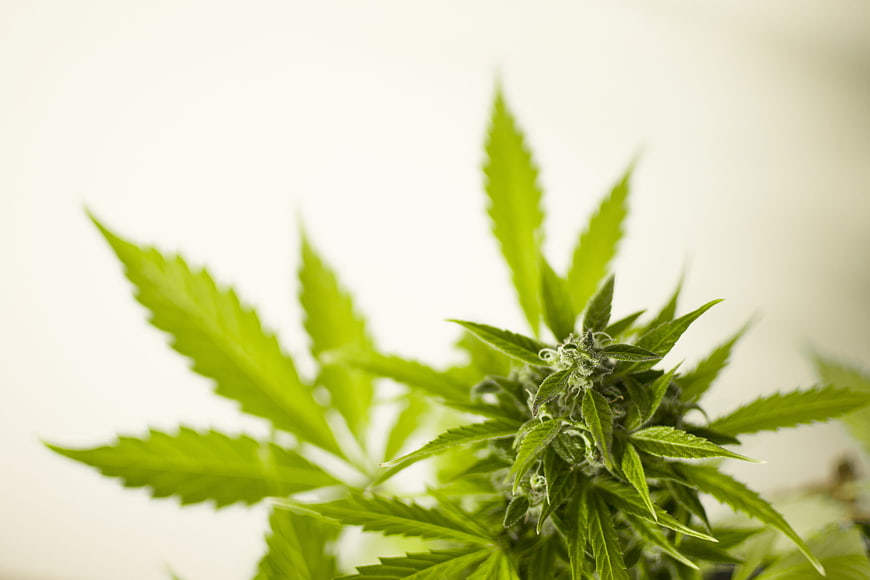 Close-up of Green Cannabis Bud and Leaves on White Background