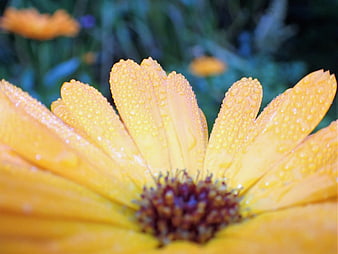 Close-up of yellow flower with dew drops on petals