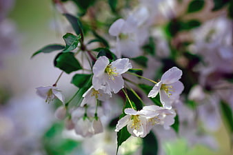 Close-up of delicate white spring blossoms on a branch