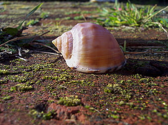 Close-up of a seashell on mossy ground