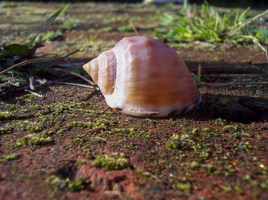 Close-up of a seashell on mossy ground