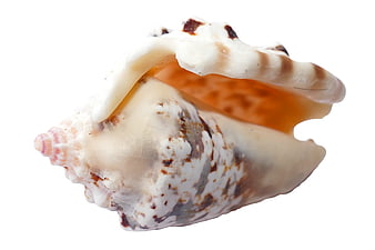 Detailed Murex Sea Shell Isolated on White Background