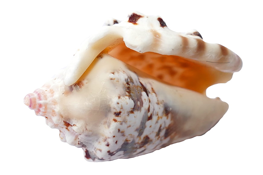 Detailed Murex Sea Shell Isolated on White Background