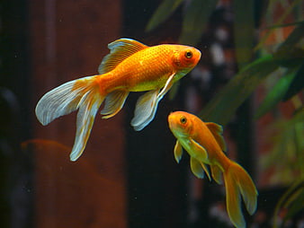 Two Goldfish Swimming in Aquarium with Plants