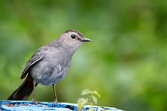 Gray Catbird Perched on Blue Surface with Green Background