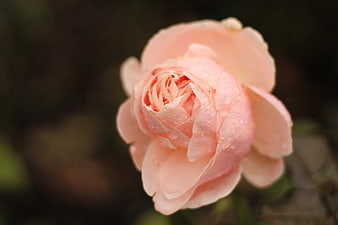 Close-up of a delicate pink rose with water droplets