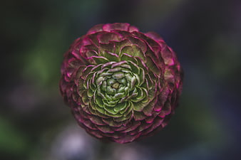 Close-up of a dark purple and green ranunculus flower bud