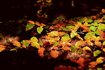 Sunlit Autumn Leaves On Branch In Dark Forest