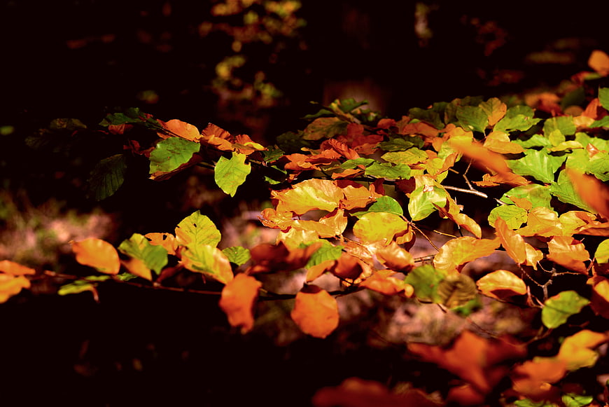 Sunlit Autumn Leaves On Branch In Dark Forest