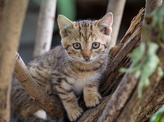 Cute Tabby Kitten Perched on Wooden Branch