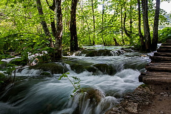 Serene Forest Stream with Wooden Bridge and Lush Greenery