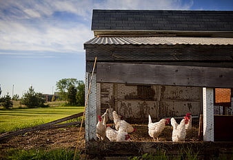 White chickens in a rustic wooden coop on a rural farm