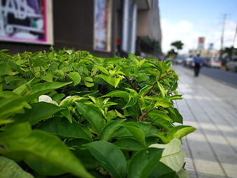 Close-up of vibrant green leaves on urban sidewalk
