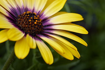 Close-up of a vibrant yellow and purple African daisy flower
