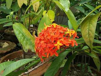 Vibrant Orange Ixora Flower Cluster in Garden