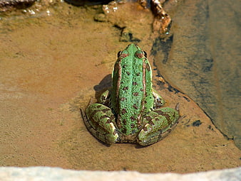 Green frog sitting on a rock in a pond