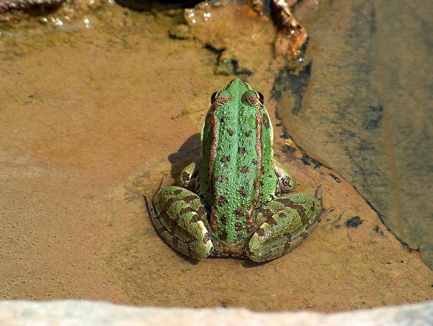 Green frog sitting on a rock in a pond