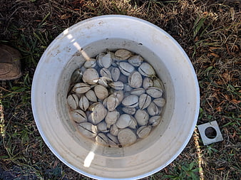 Freshly harvested clams soaking in a white bucket outdoors
