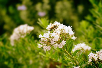 Honeybee Pollinating White Flowers in Green Garden
