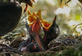 Baby blackbird chicks feeding in nest with parent