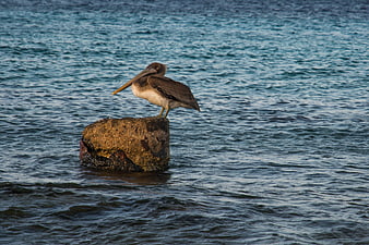 Brown Pelican Perched on Rock in Ocean Water
