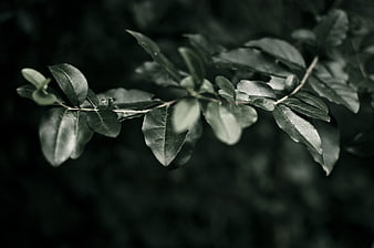 Dark moody green leaves on a blurred background