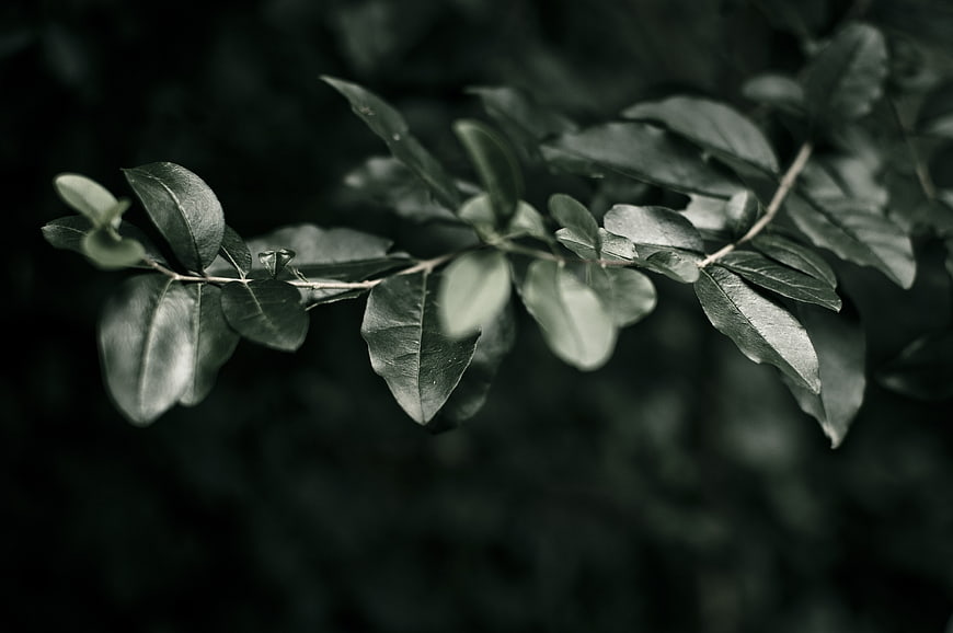 Dark moody green leaves on a blurred background