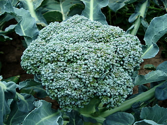 Fresh green broccoli head growing in garden soil