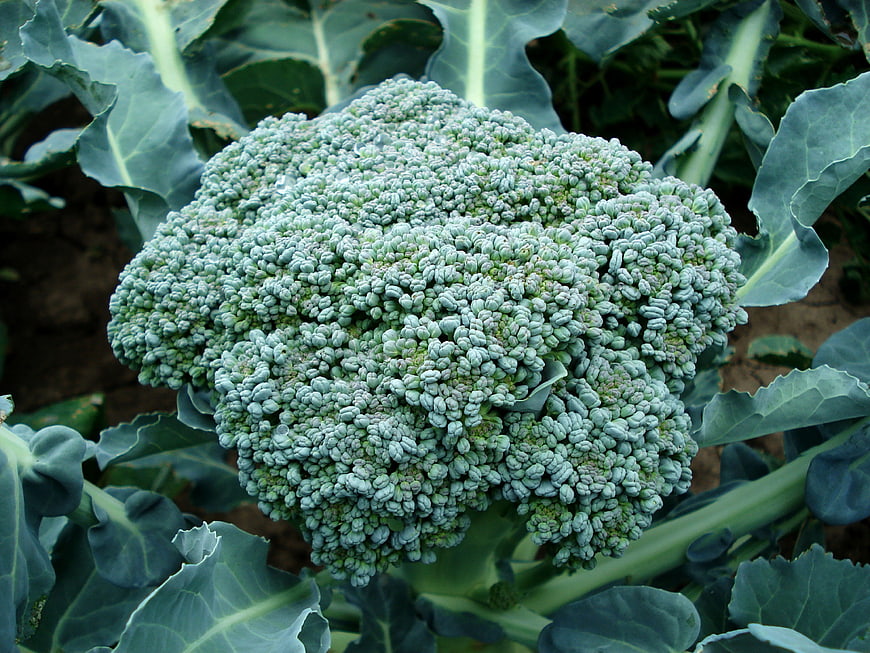 Fresh green broccoli head growing in garden soil