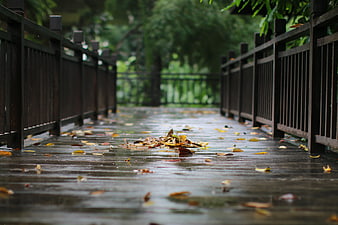 Wet wooden bridge with fallen leaves in rainy forest