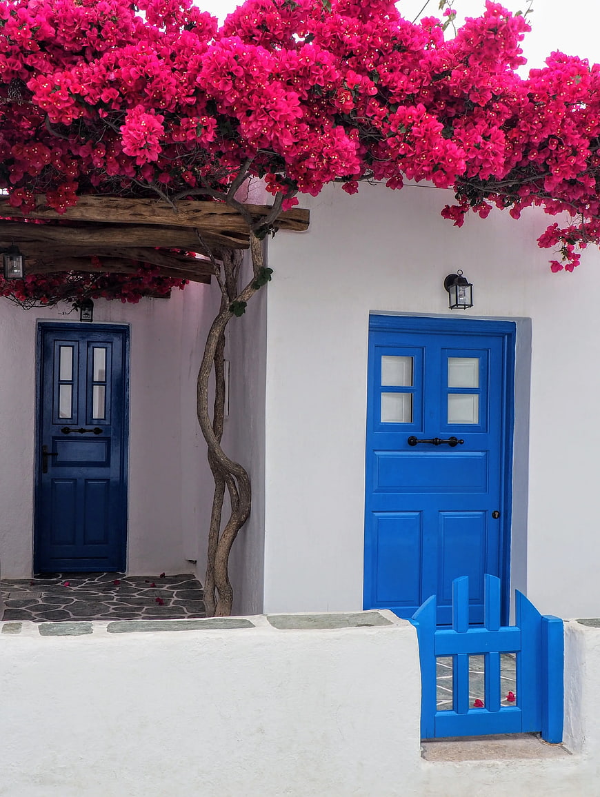 Vibrant Pink Bougainvillea Over Blue Doors in White Building