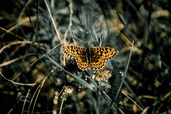 Orange Fritillary Butterfly on Wildflower in Nature