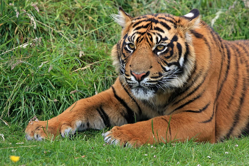 Majestic Bengal Tiger Resting in Green Grass