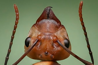 Extreme Macro Close-Up of a Red Wood Ant Head