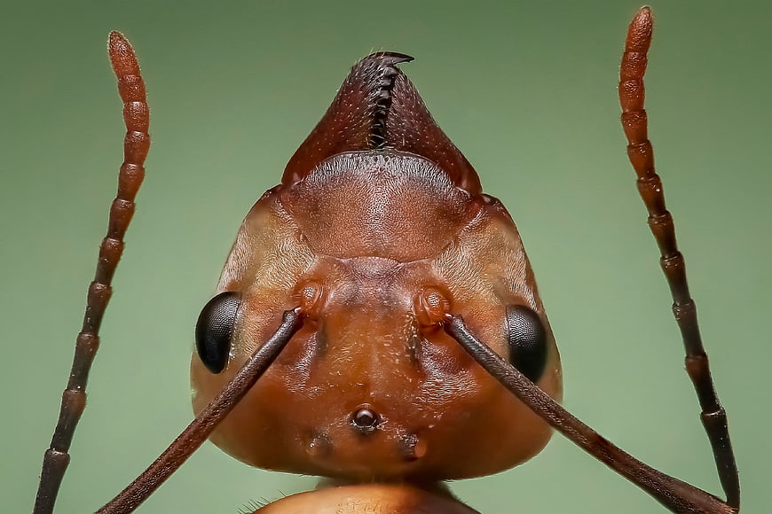 Extreme Macro Close-Up of a Red Wood Ant Head